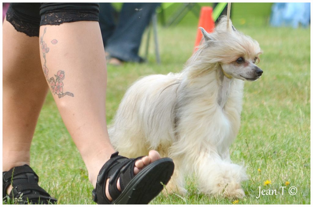 Lohamras Chestnut Cedric