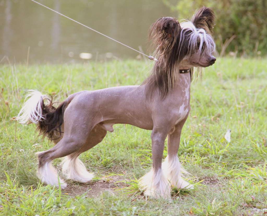 Melanies Rerity Falcone