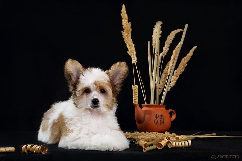 Cesaria Pleasure Exotic