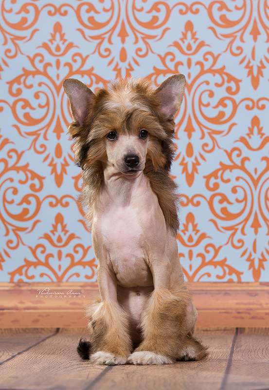 Rolana Family Invincible