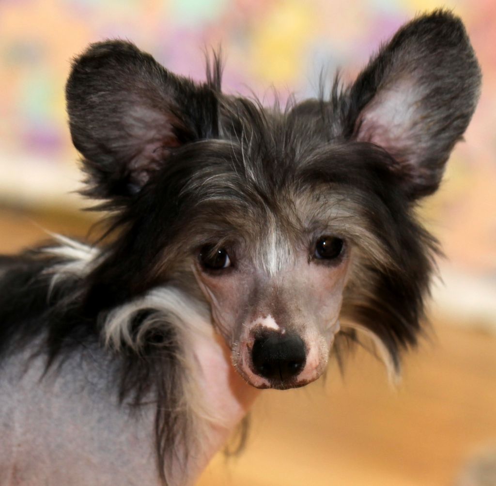 Smart Style Rayvista