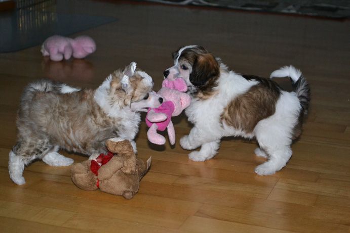 Fiabella's Shining Star