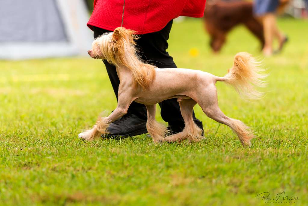 Tomorrowland Resident Magma