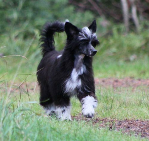 Lohamras Desideria Darling