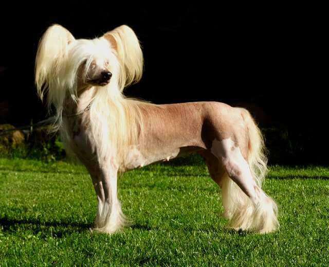 Apriori Vip Jorjetta