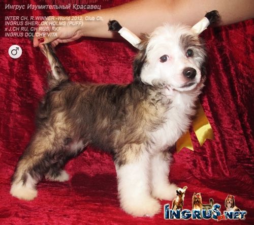 Ingrus Izumitelnyi Krasavetc