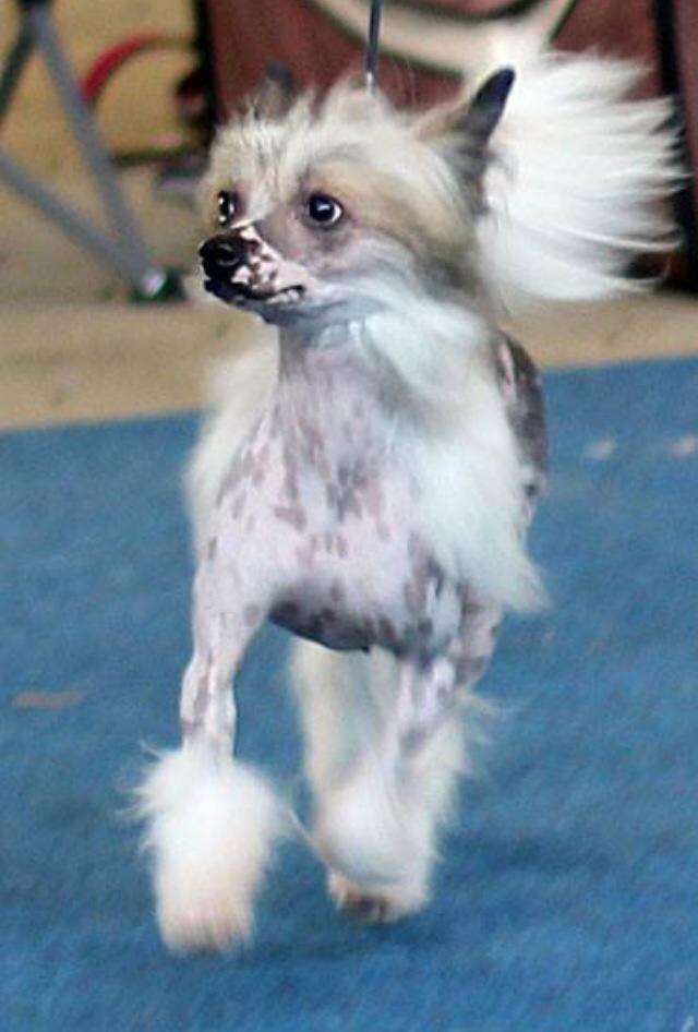 CH. Killer Bee Little Charmings.