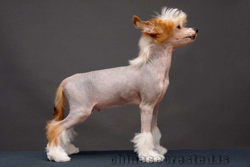 Practical Hero Major Mask