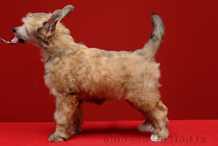 Practical Hero Mamma Mia