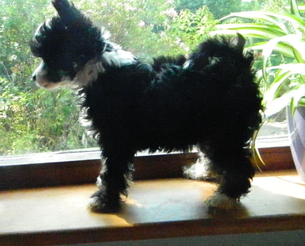 Suaisa Angelic Anais Anais