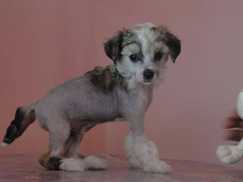 AGREST Capo-Vaticano