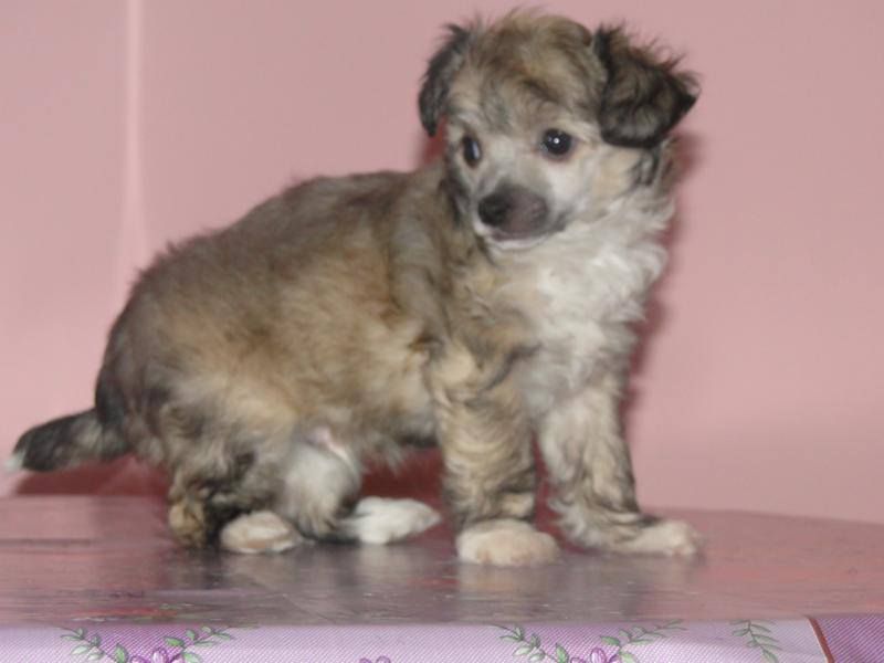 ANYZEK Capo-Vaticano