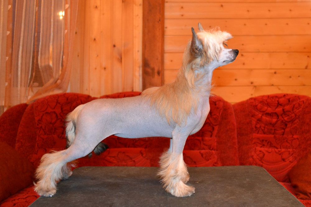 Danika Star Blue Dream