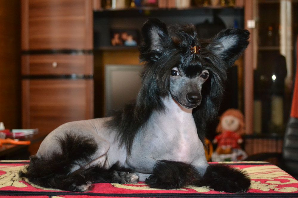 Danika Star Blackberry