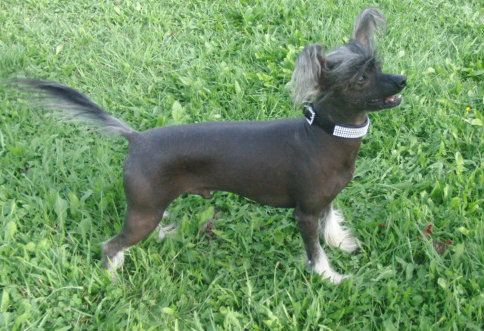 Amun vom Eifeldiamant