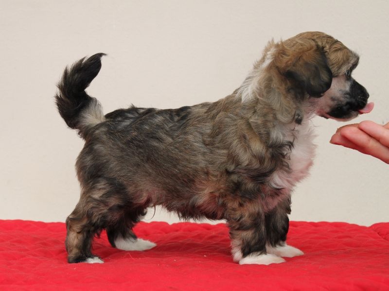 Bryelis The Bear Facts