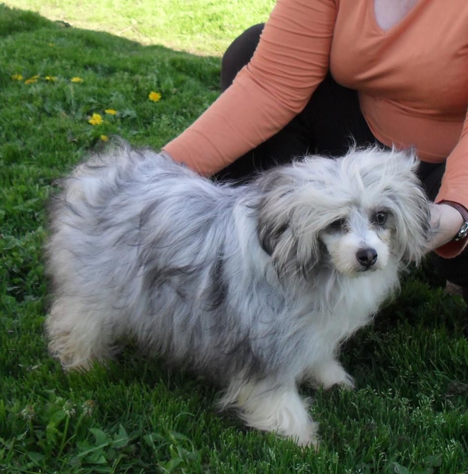 Fée Clochette de Cat'Pat