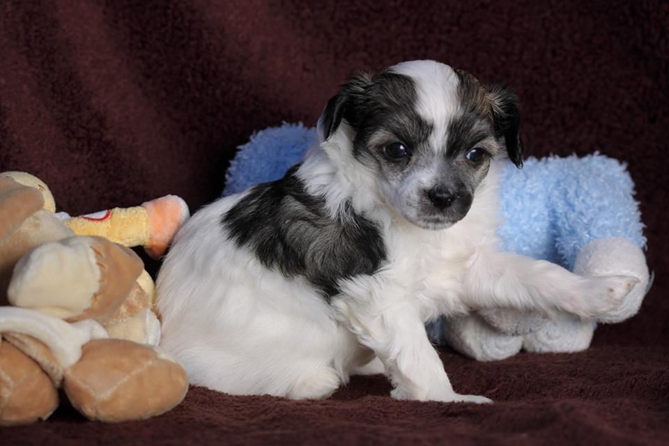 Pu Yi's Dynasty Ispahan Rosa Lee