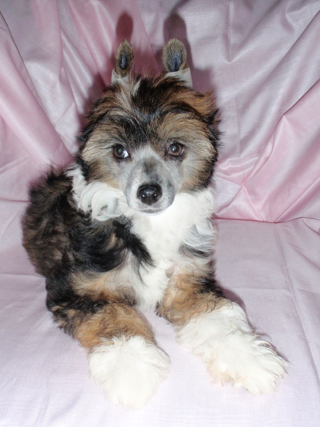 Pu Yi's Dynasty Innuendo Ming Lee