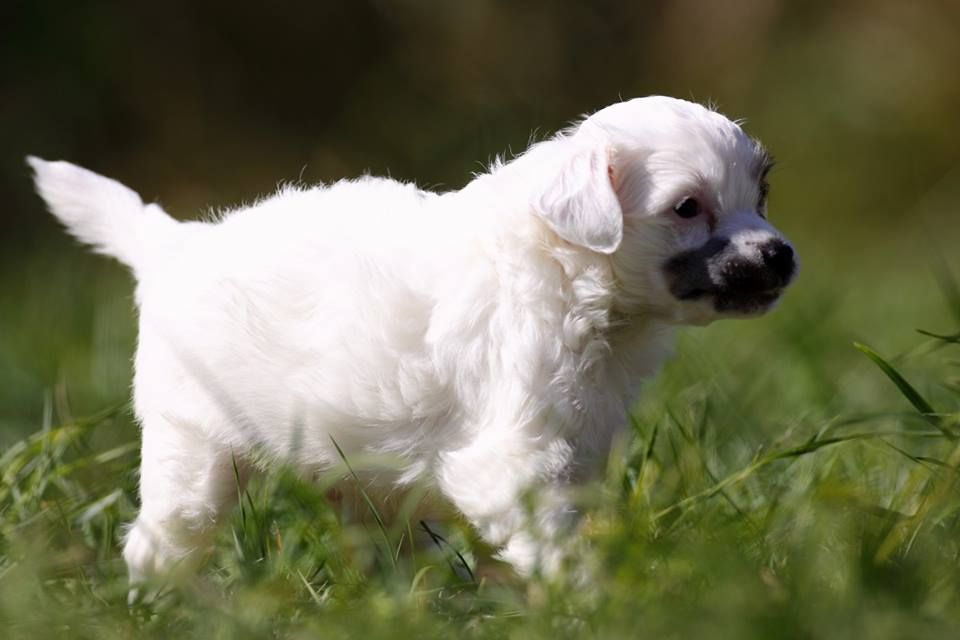 Pu Yi's Dynasty Iyou-You Lee