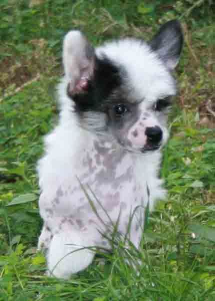 Romantic Fairy Tale It's My Life