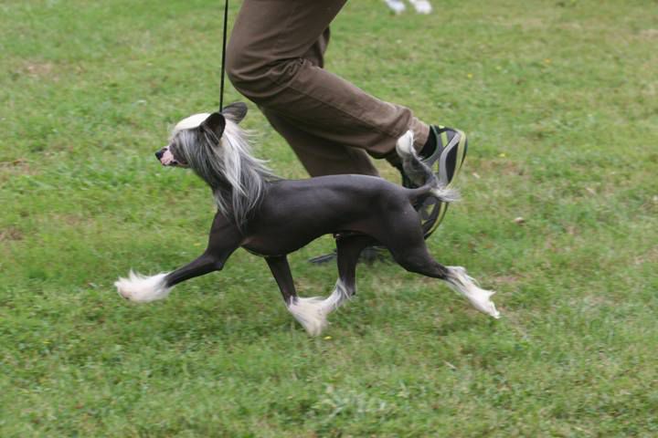 EJCH.Yasper de Almamasan