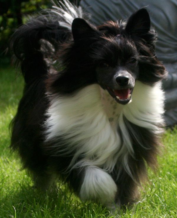 BECH Captain of the World Di China Latina