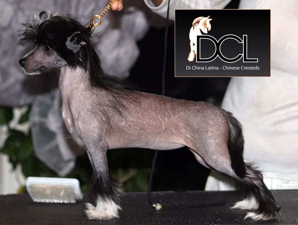 Rotterdamse Pracht Di China Latina