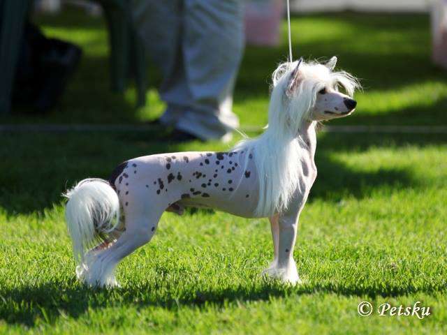 Black-Diva's Dream Crusher