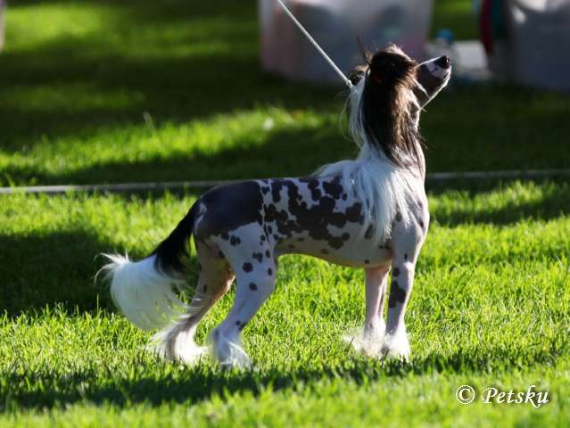 Black-Diva's Dream Boy