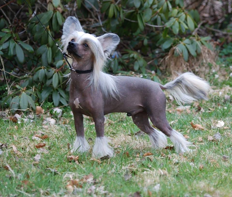 Amyfield The Winner Takes it All