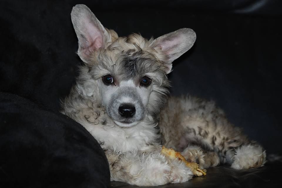 Amyfield Knowing Me Knowing You