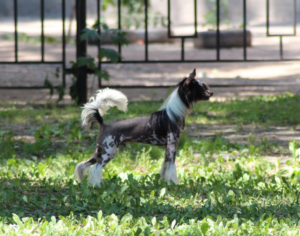 Anna Sky Kennel Chester