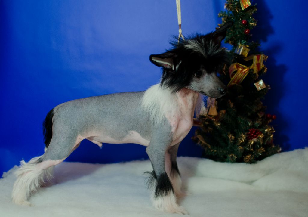 Anna Sky Kennel Che Guevara