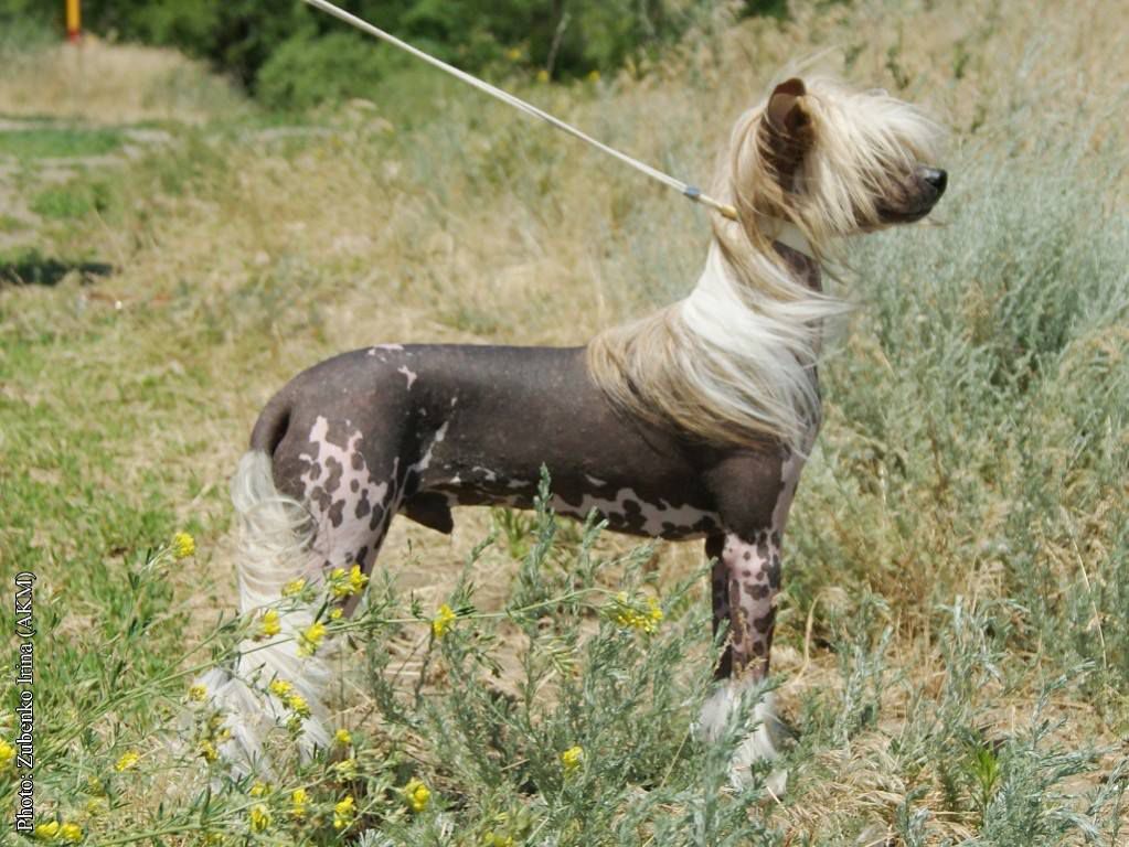 Anna Sky Kennel Charlie Chaplin