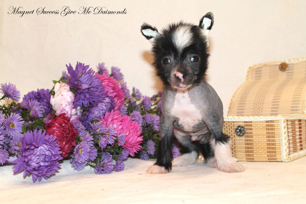 Magnet Success Give Me Daimonds