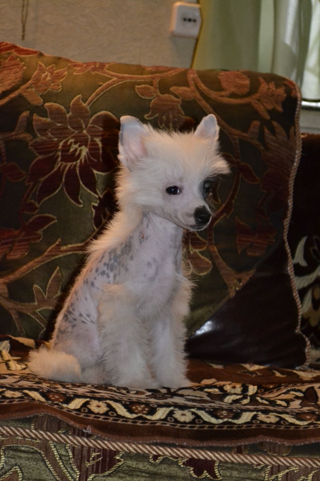 Shelcovij Shlejf  Etrusk