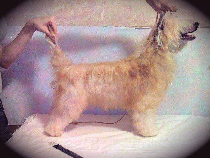 Grand Sunlife Tip Top Baby