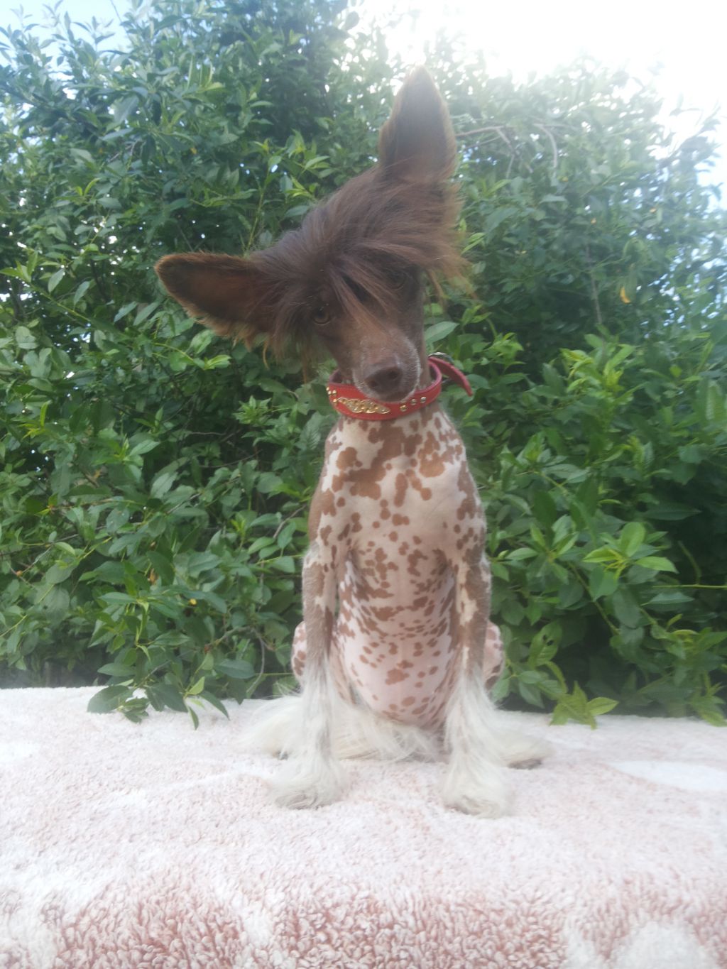 Ornella Latte Macchiato