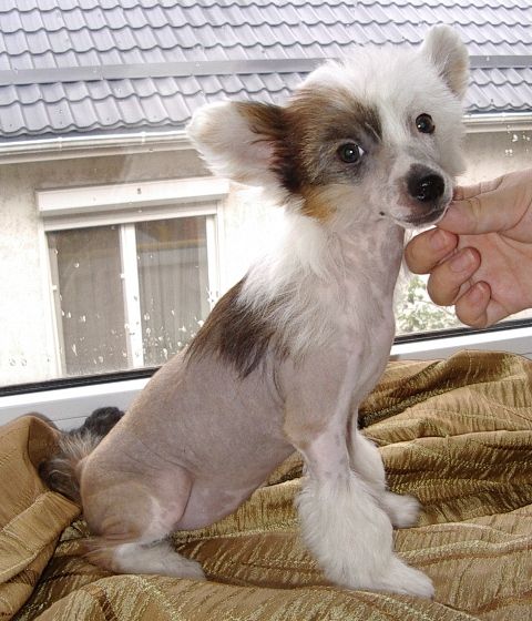 Nika Stars Roshel Remi