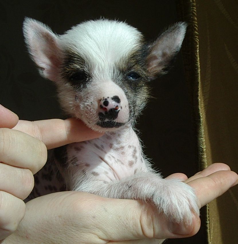 Nika Stars Ronaldo Shoy