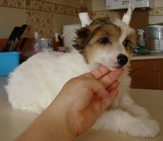 Nika Stars Riola Ushton