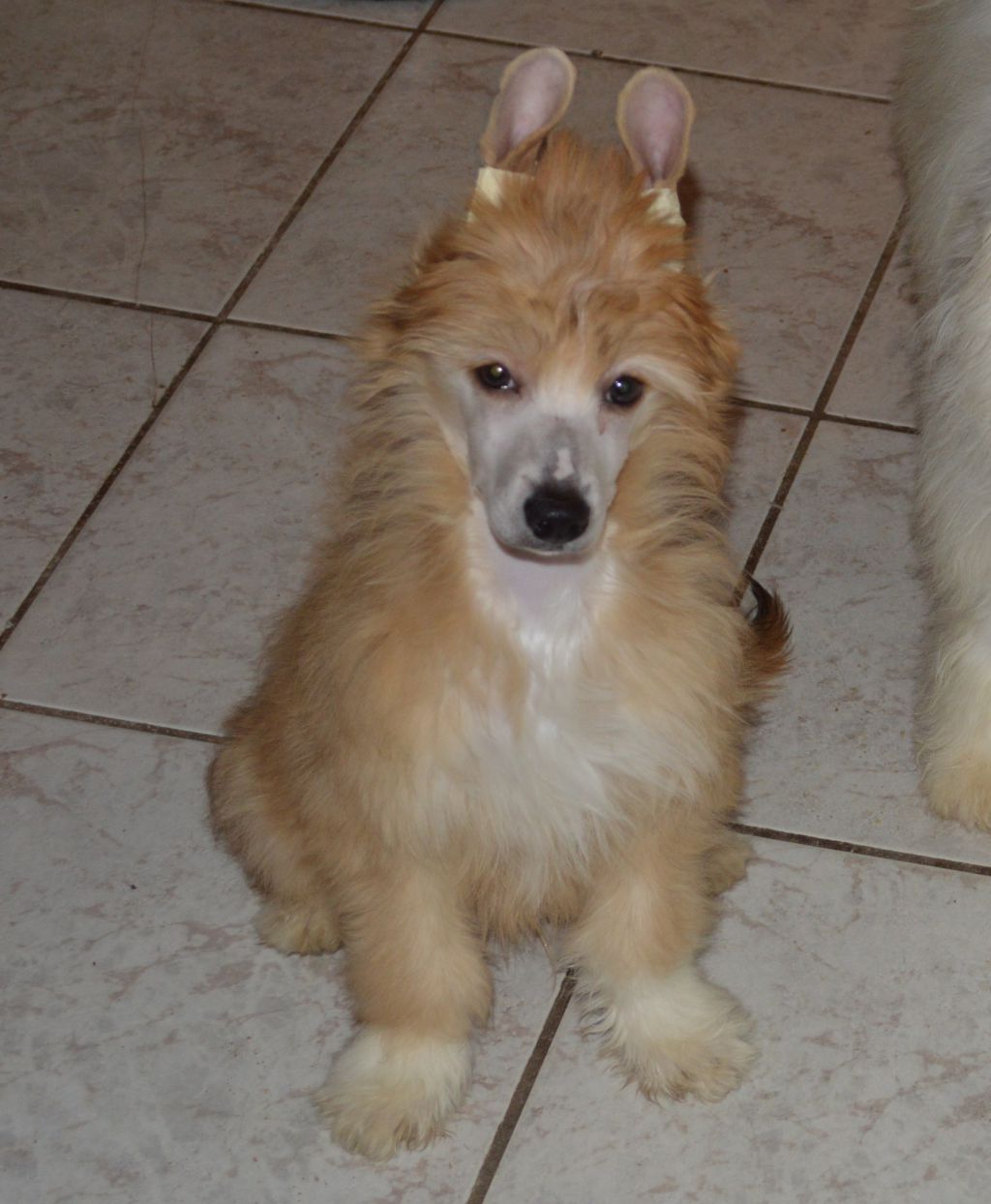 Glam Goyard von Shinbashi