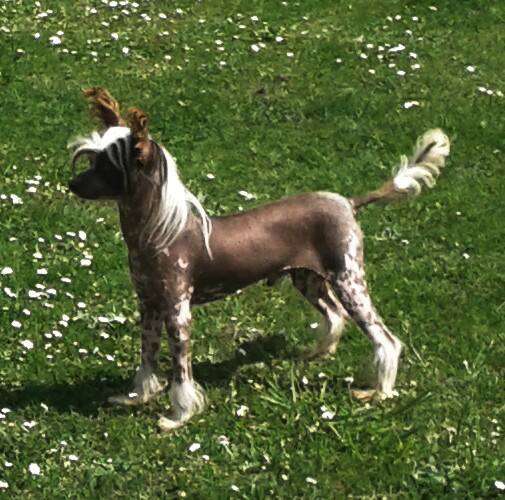 Luksorius Bianco Di Cioccolato