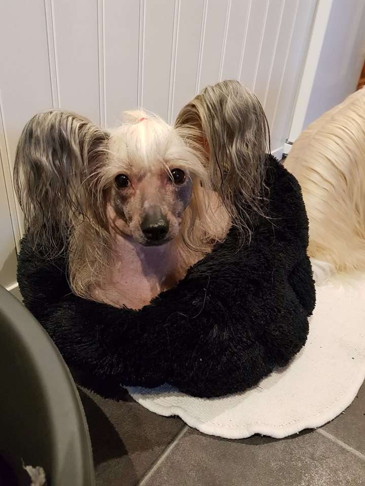 Ridgecrest's Princess Let's Do It