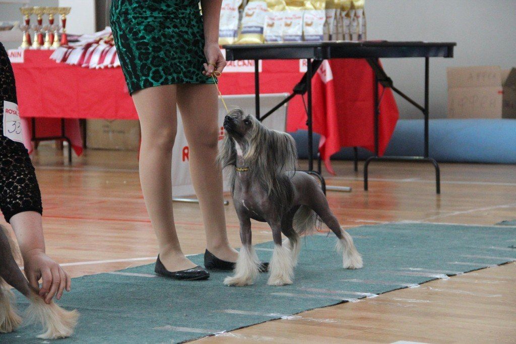 Prekrasnaya Shakira Vioza De Larika