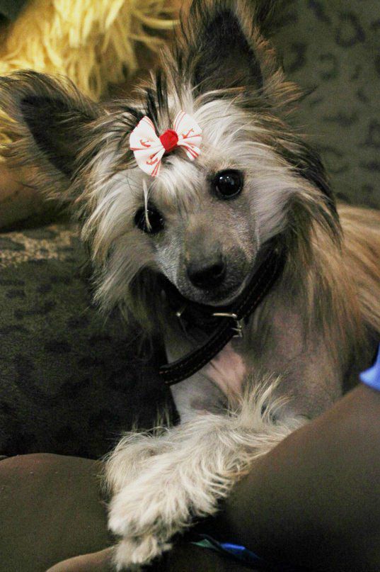 Sapfir iz Tsarskogo Sela Pal'mira