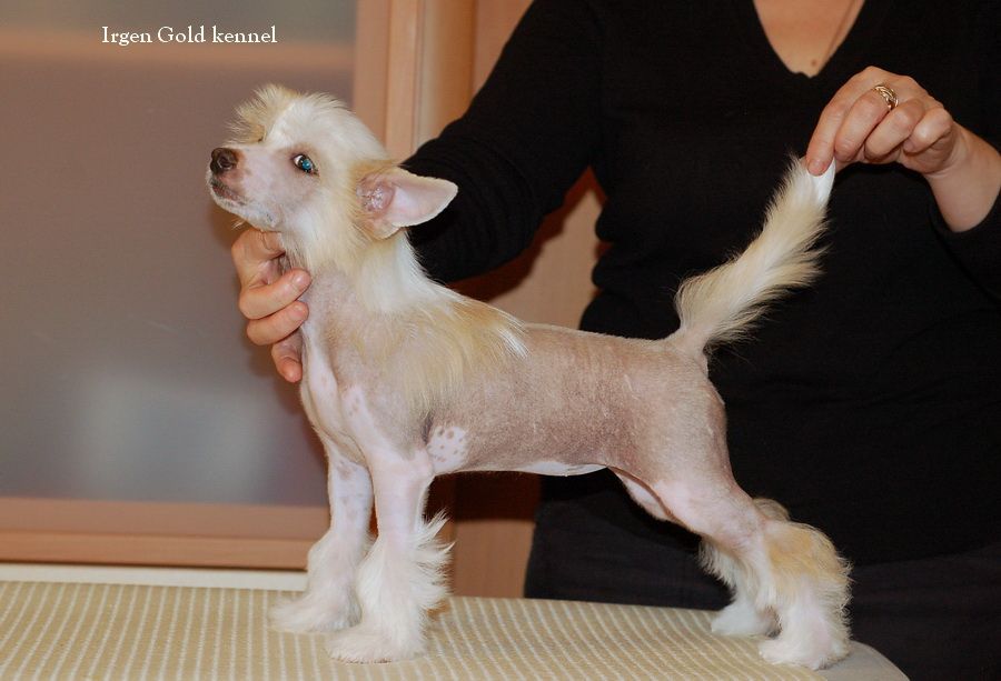 Irgen Gold Lana Del Rey