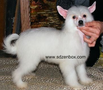 Snezhnaya koroleva solnechnaya dinastiya zenbox