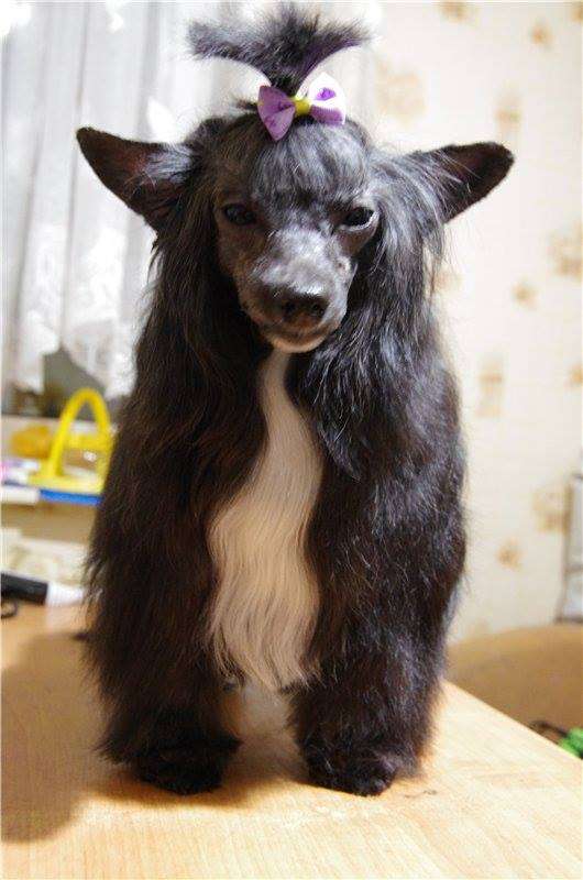 Rumba v Nochi dlya Liris